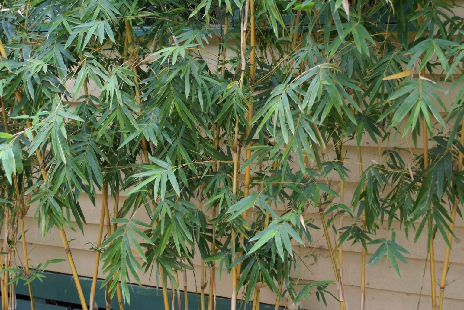 Clumping Bamboo | Non-Invasive Bamboo Grown in Victoria