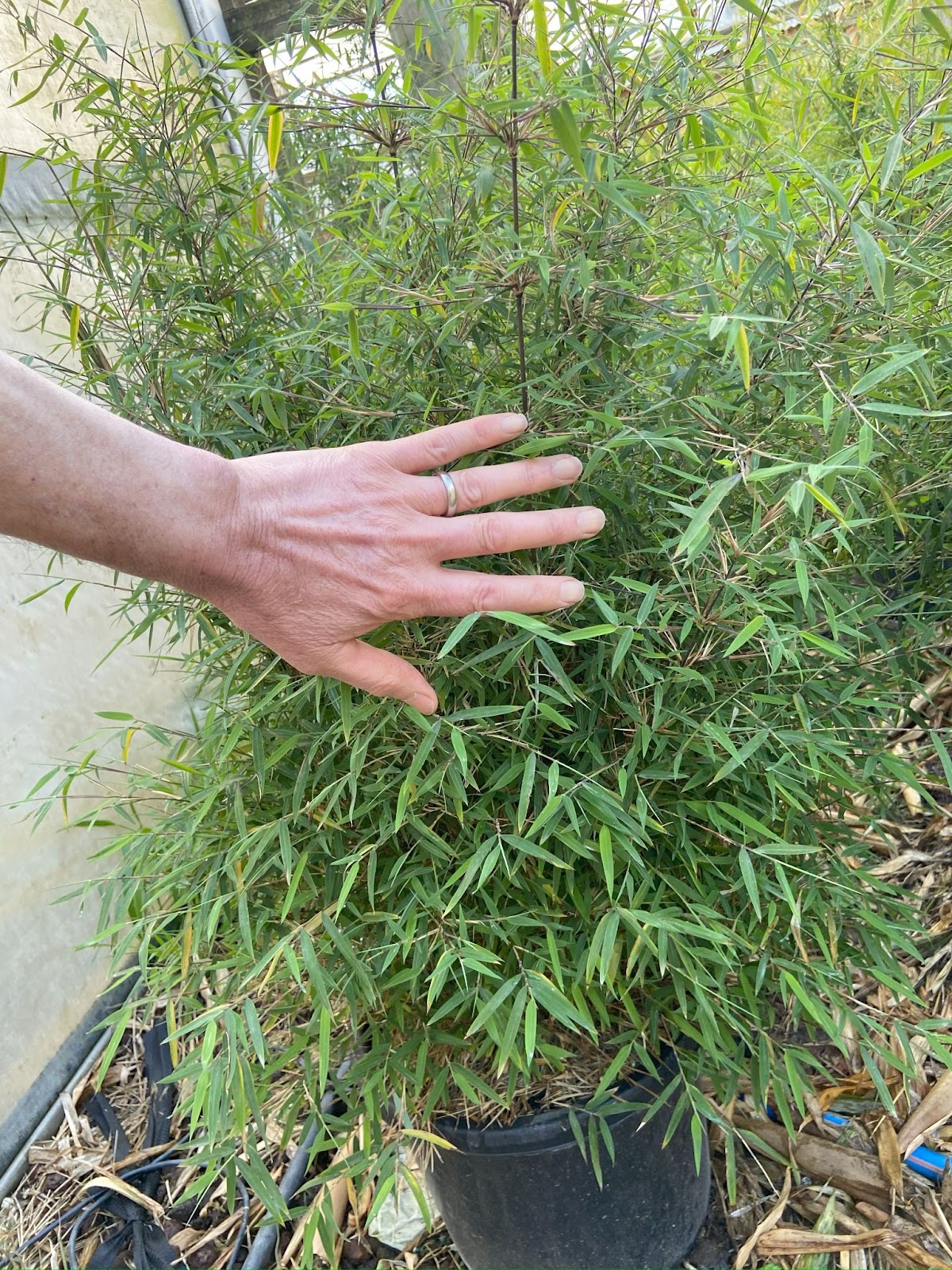 Fortune Bamboo 3