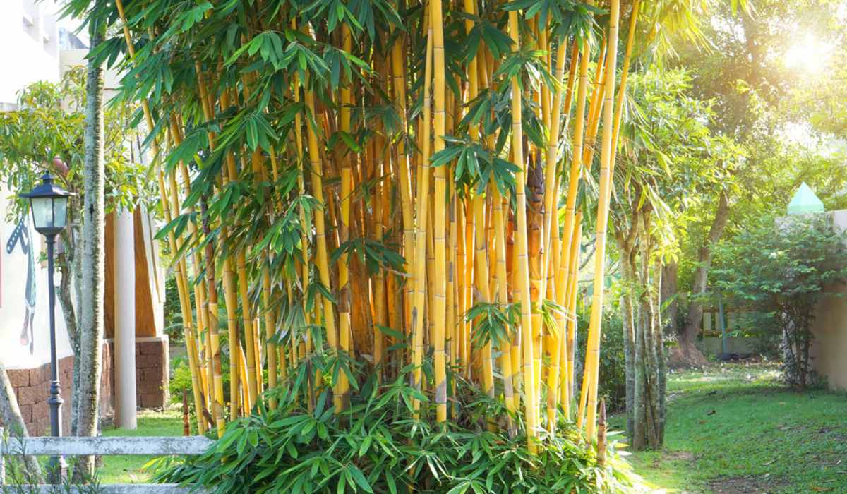 Golden-bamboo-Facts-varieties-growth-care-tips-uses-f