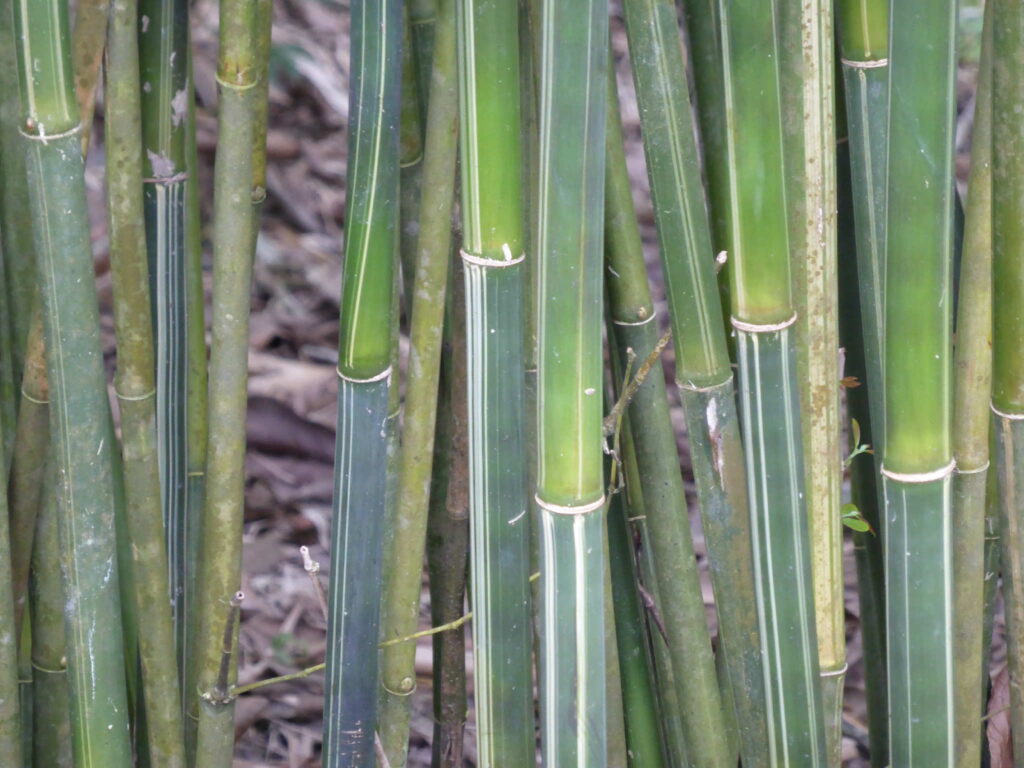 P1000808