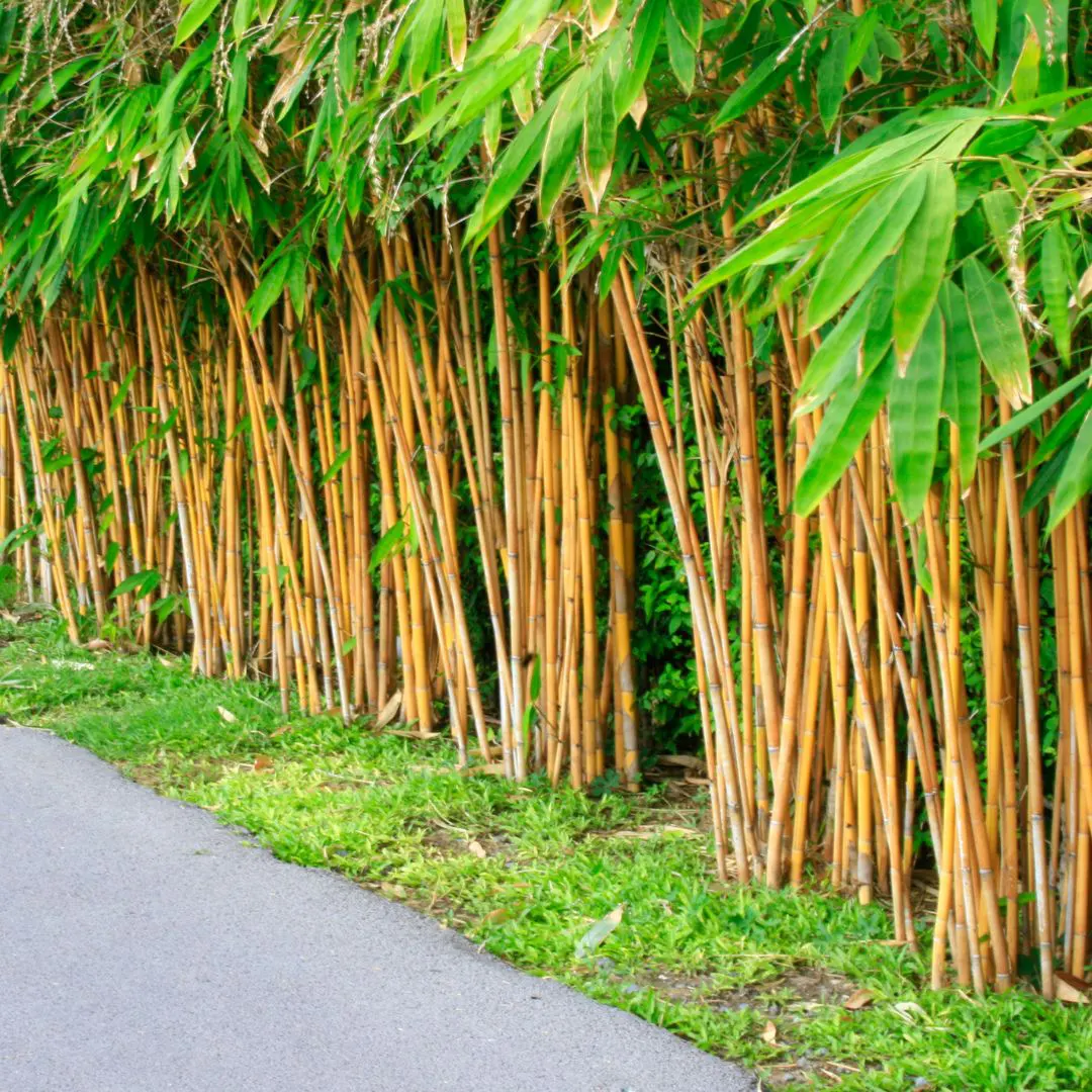 Yellow bamboo