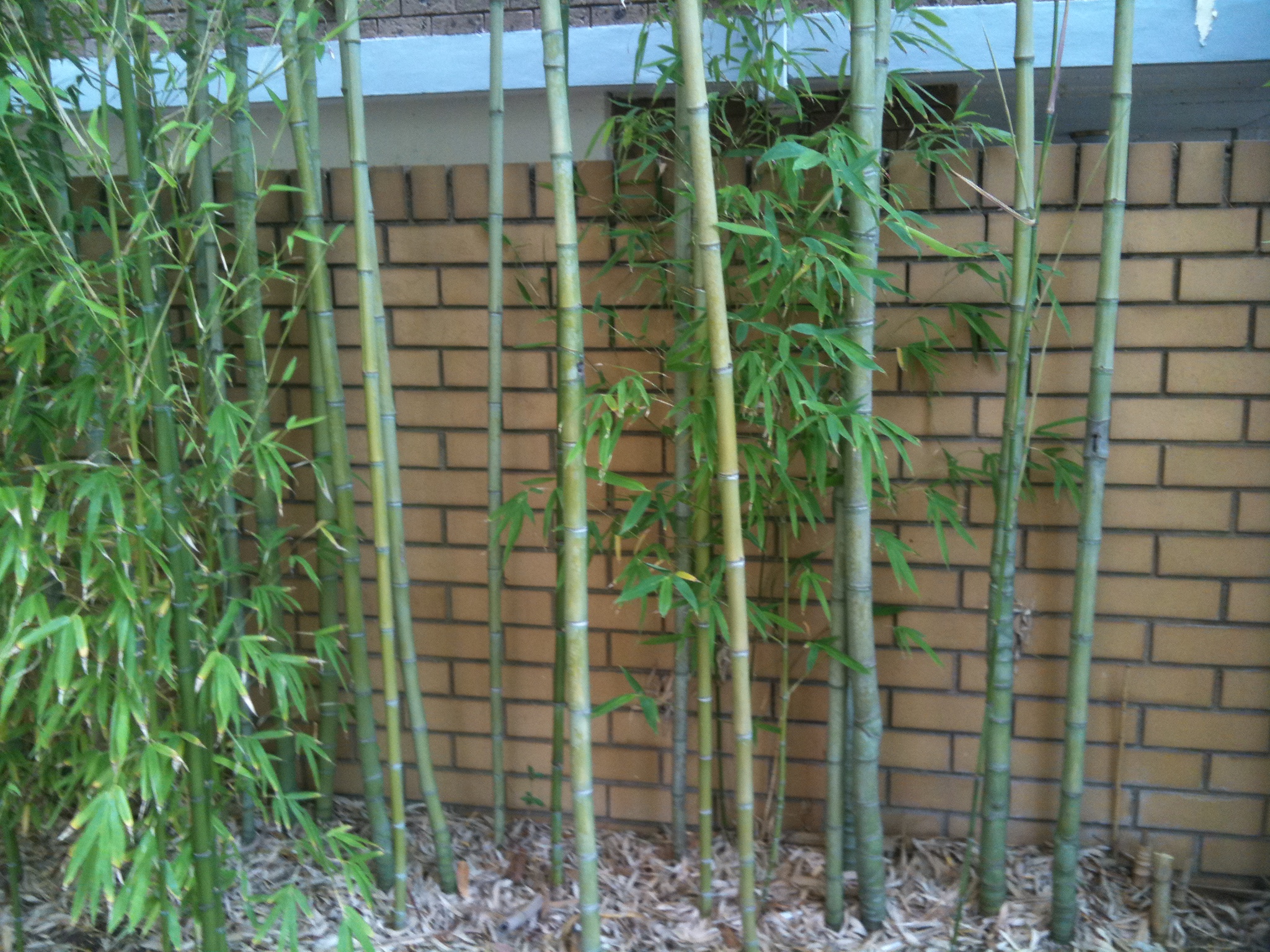 green running gallery