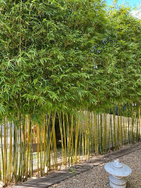 pruned gracilis gallery