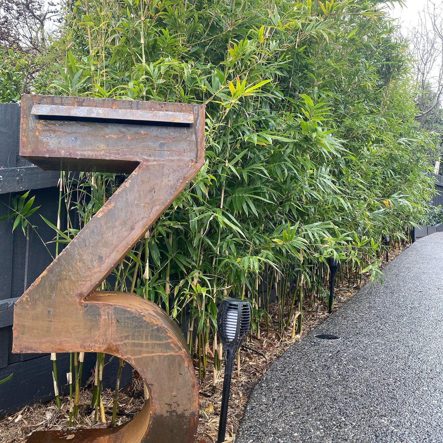 Bambusa multiplex 'Goldstripe' - Image 6