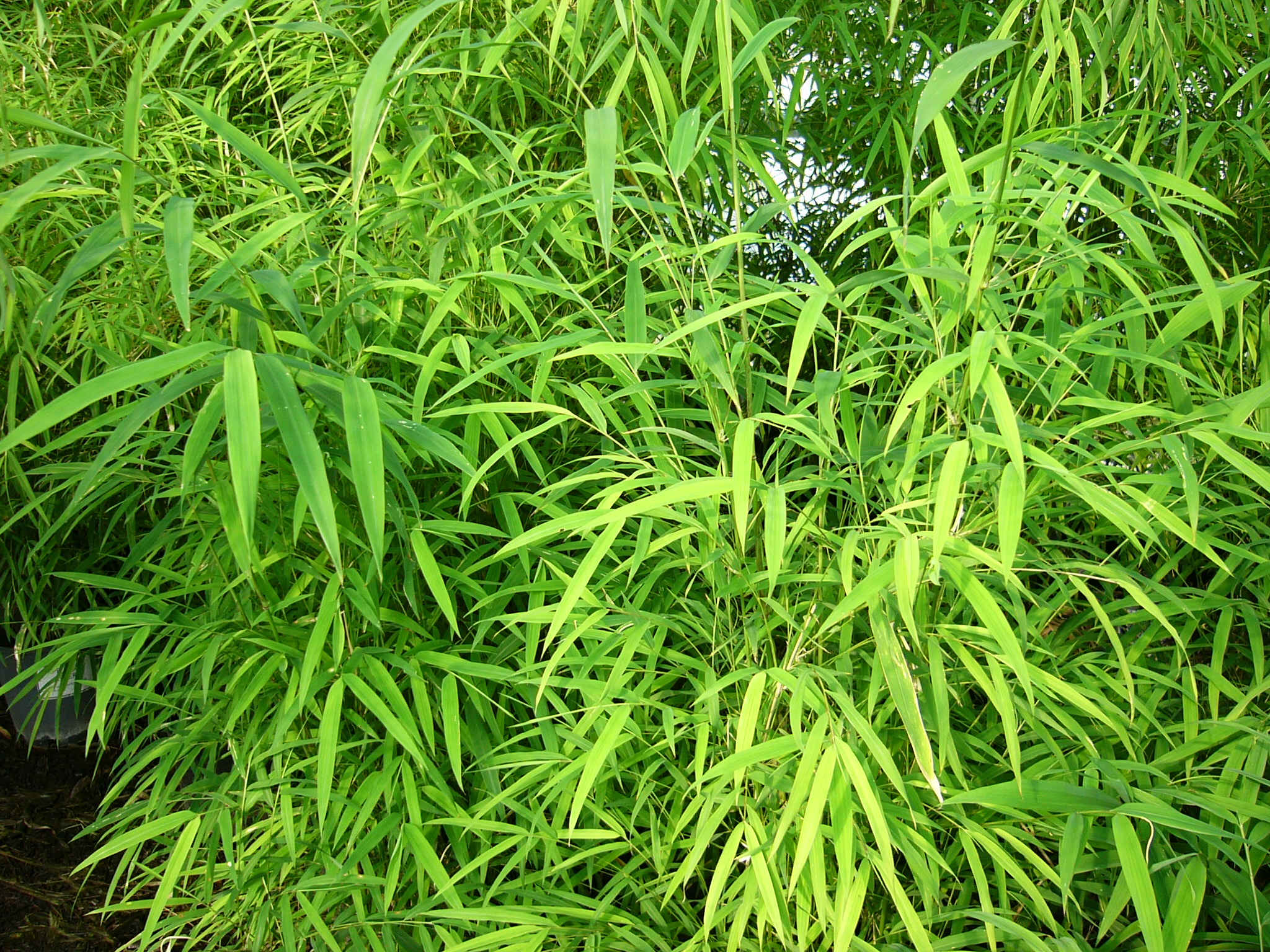 Himalayacalamus porcatus Nepalese Blue - Image 8