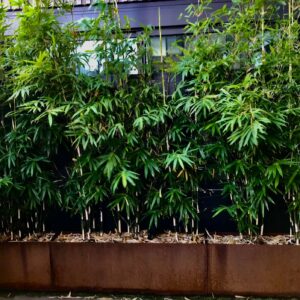 Corten Steel Planter Boxes - Custom