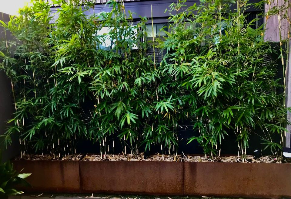 Bambusa multiplex 'Goldstripe' - Image 9