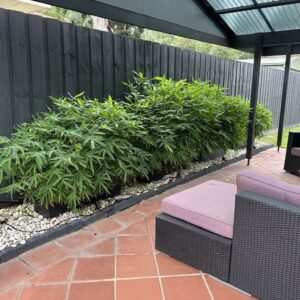 Bambusa guangxiensis   Chinese Dwarf