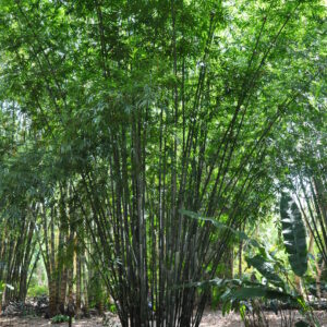 Bambusa chungii 'Barbelletta'