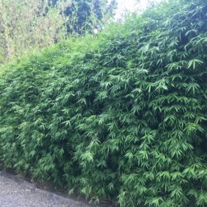 Bambusa Boniopsis    (Bonnie)