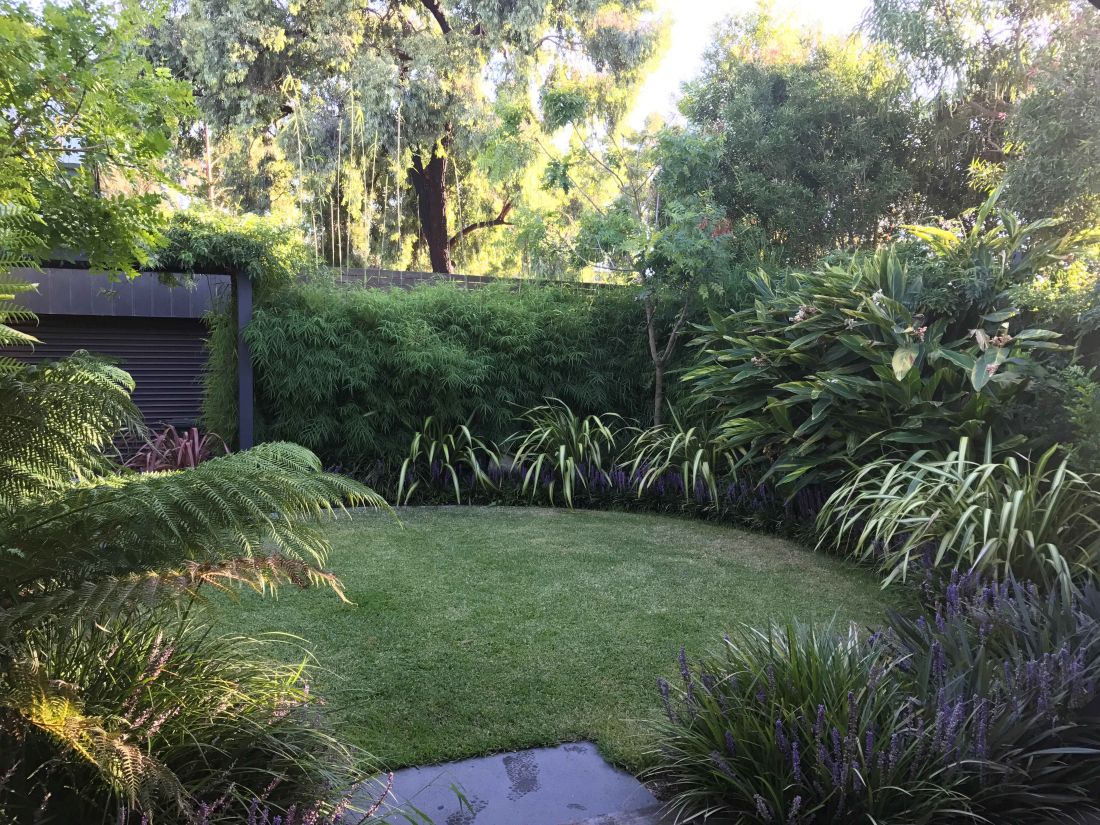 Himalayan Weeping (Drepanostachyum falcatum) - Image 12