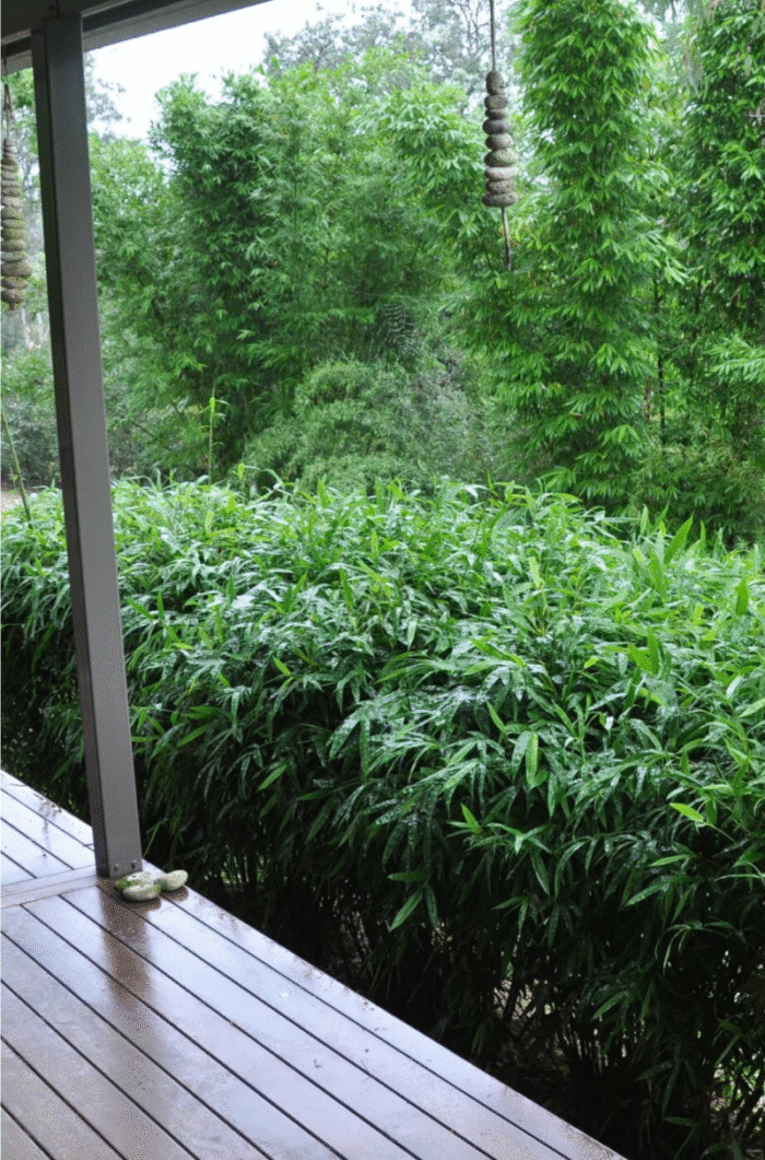 Bambusa guangxiensis Chinese Dwarf - Image 4