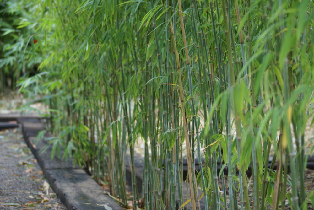 Himalayacalamus porcatus Nepalese Blue - Image 4