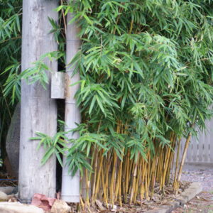 Bambusa multiplex  'Alphonse Karr'