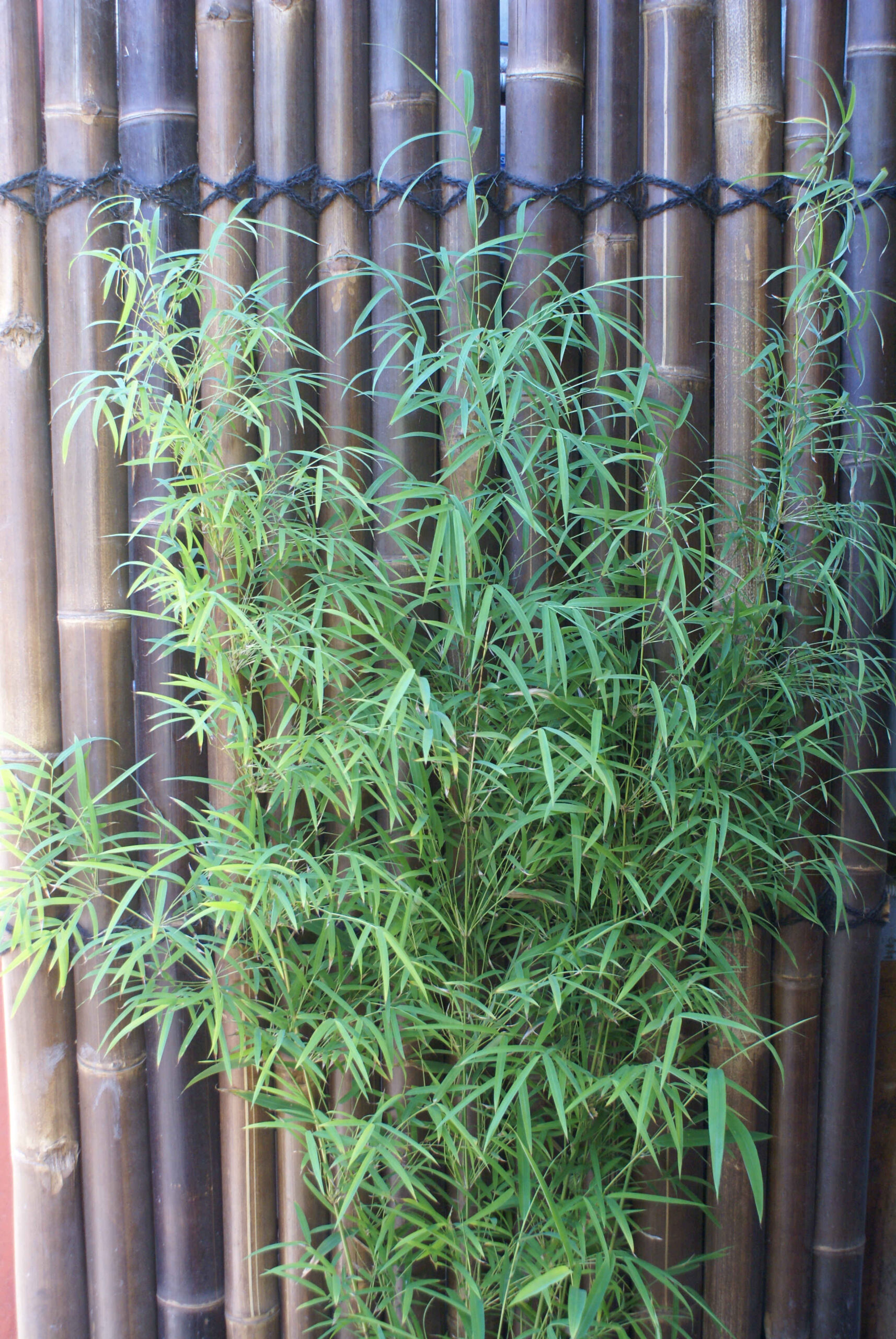 Himalayan Weeping (Drepanostachyum falcatum) - Image 6