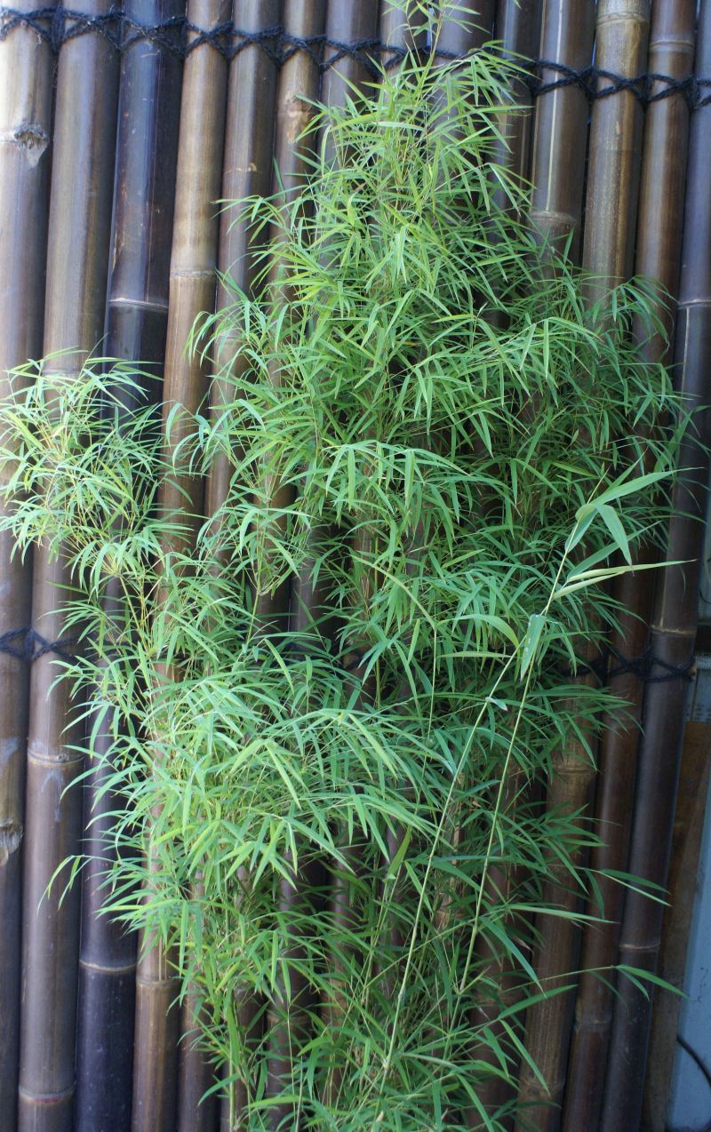 Himalayan Weeping (Drepanostachyum falcatum) - Image 7