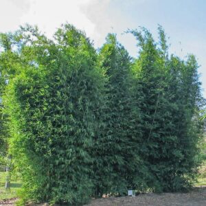 Bambusa textilis  'Fusca'