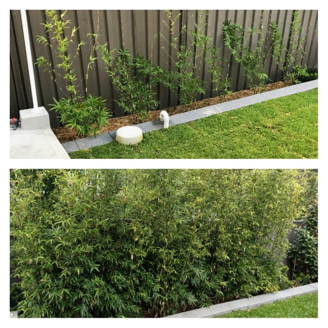 Bambusa multiplex 'Goldstripe' - Image 5