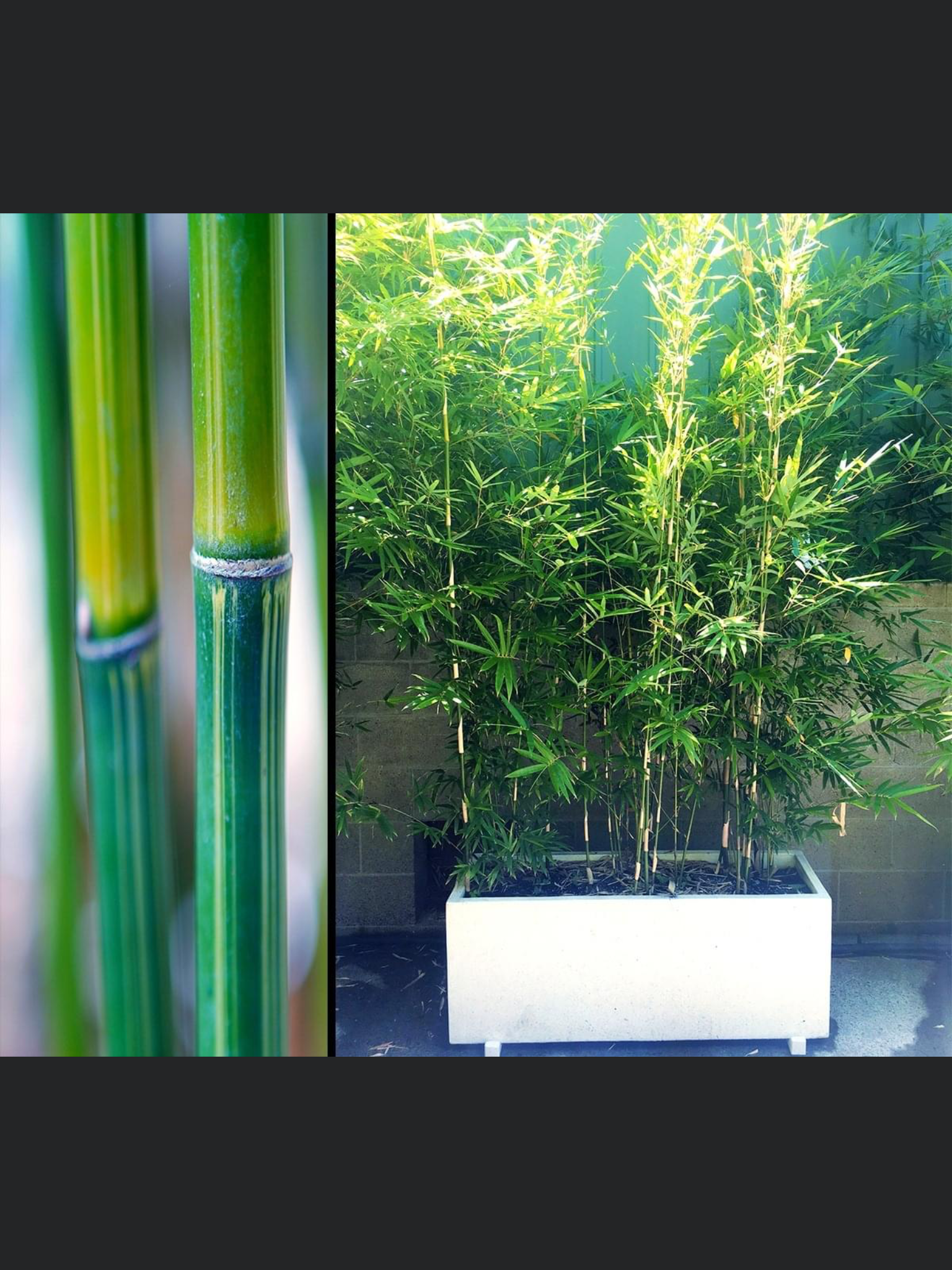 Bambusa multiplex 'Goldstripe' - Image 4