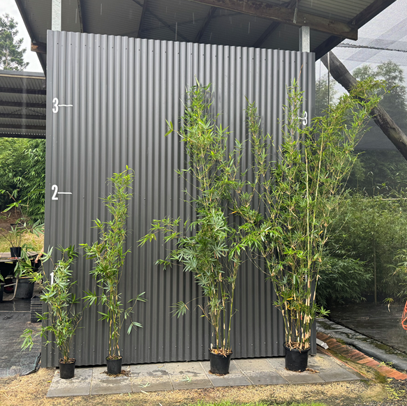 Bambusa multiplex 'Goldstripe' - Image 8