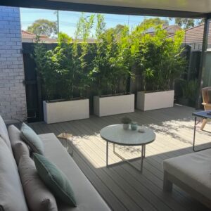 Bambusa multiplex 'Goldstripe'