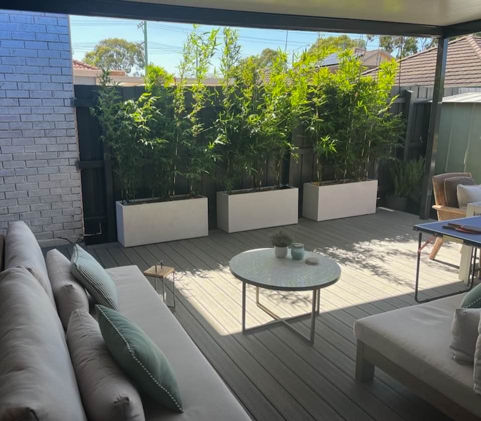 Bambusa multiplex 'Goldstripe'