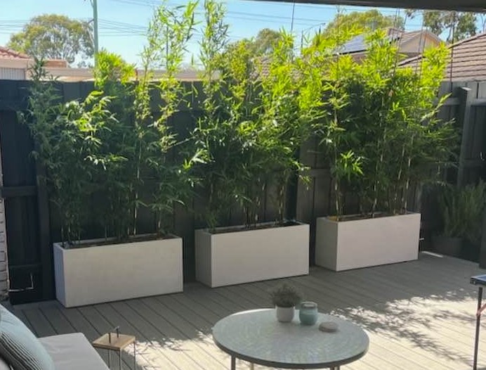 Bambusa multiplex 'Goldstripe' - Image 7