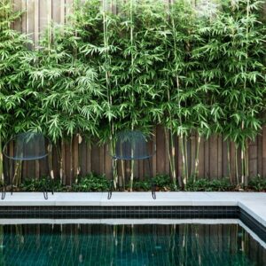 Bambusa textilis 'Gracilis' Bamboo