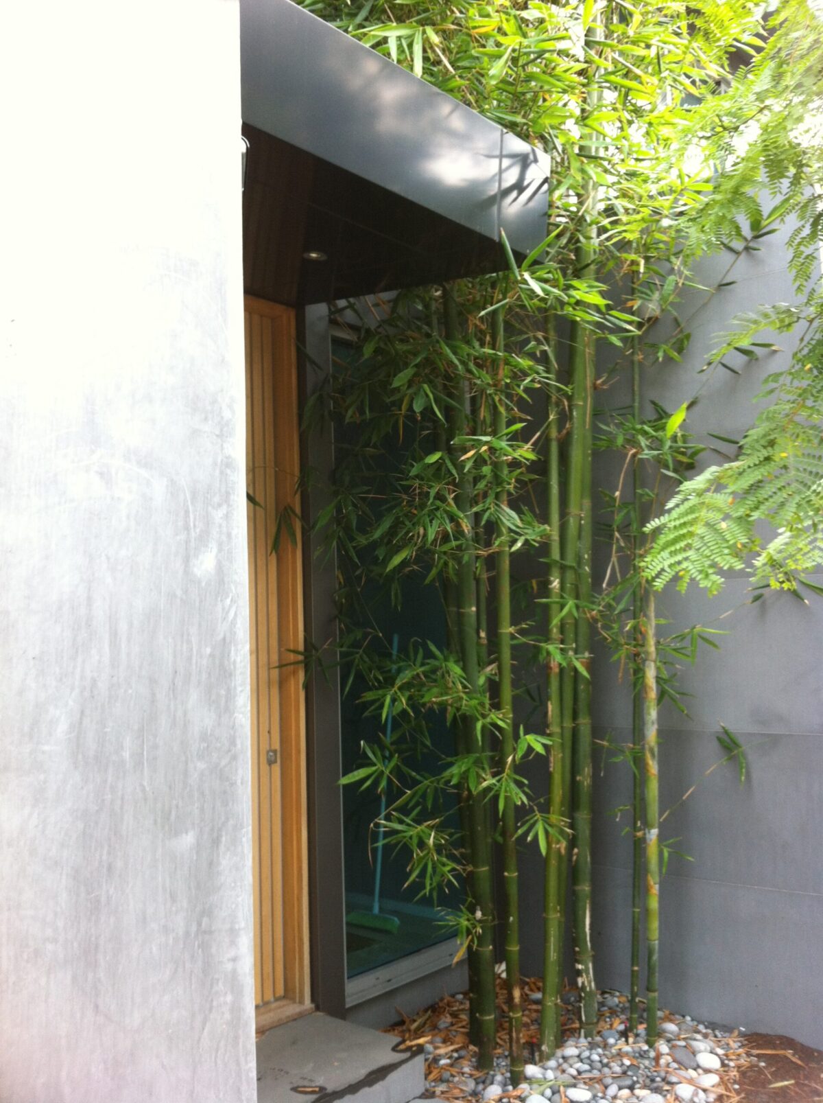 Bambusa oldhamii - Image 18