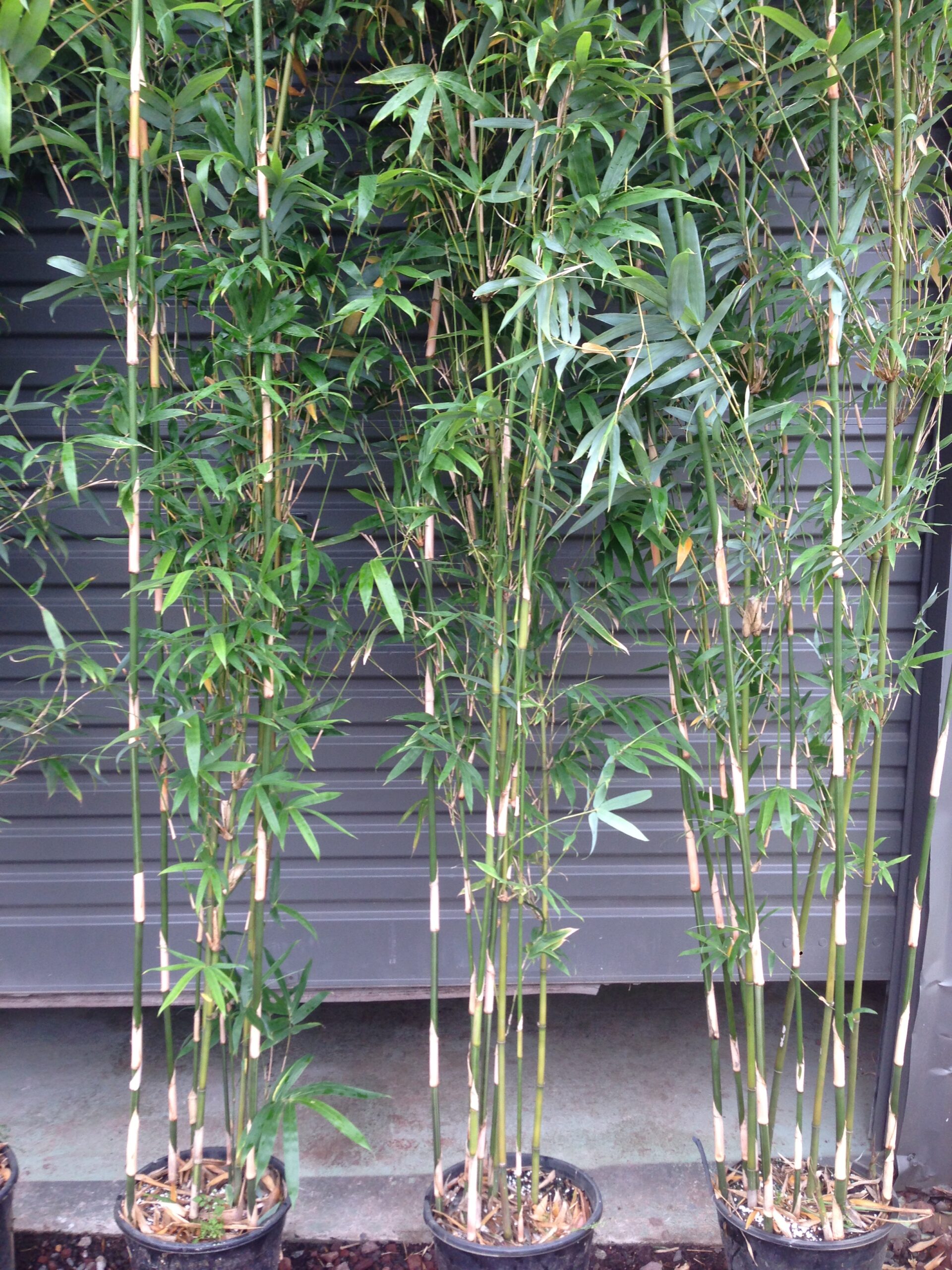 Bambusa multiplex 'Goldstripe' - Image 12