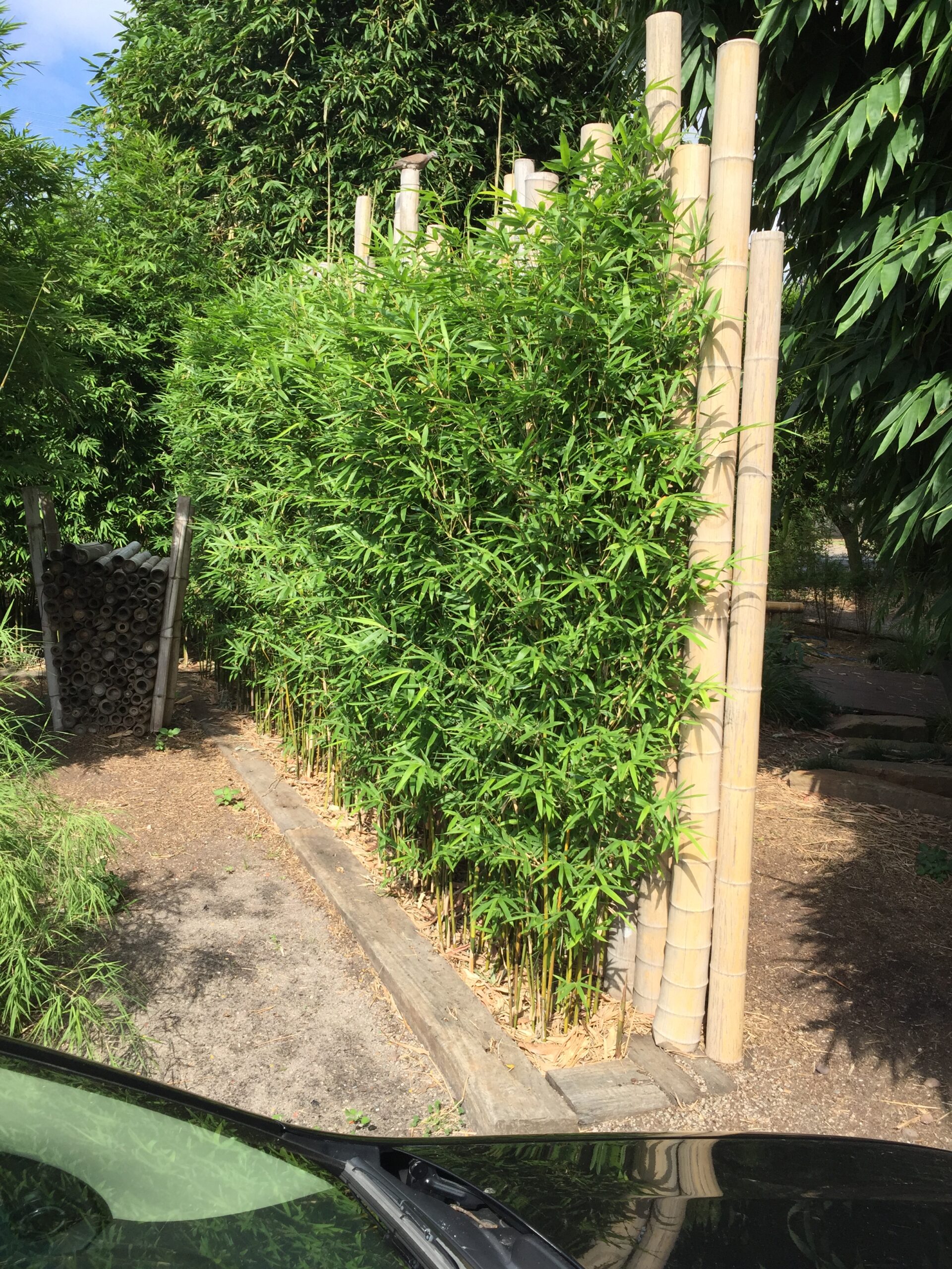 Bambusa multiplex 'Goldstripe' - Image 13