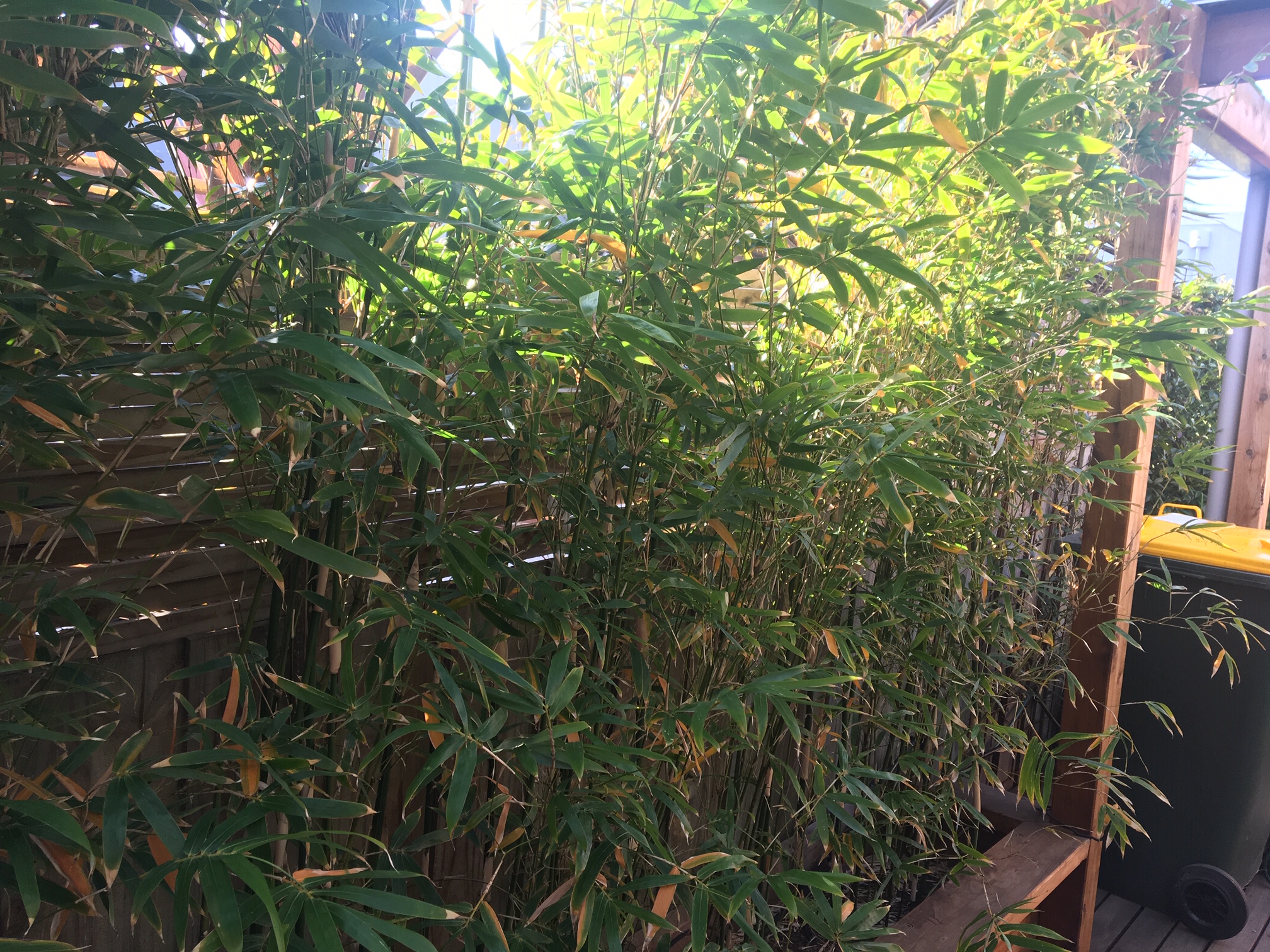 Bambusa multiplex 'Goldstripe' - Image 14