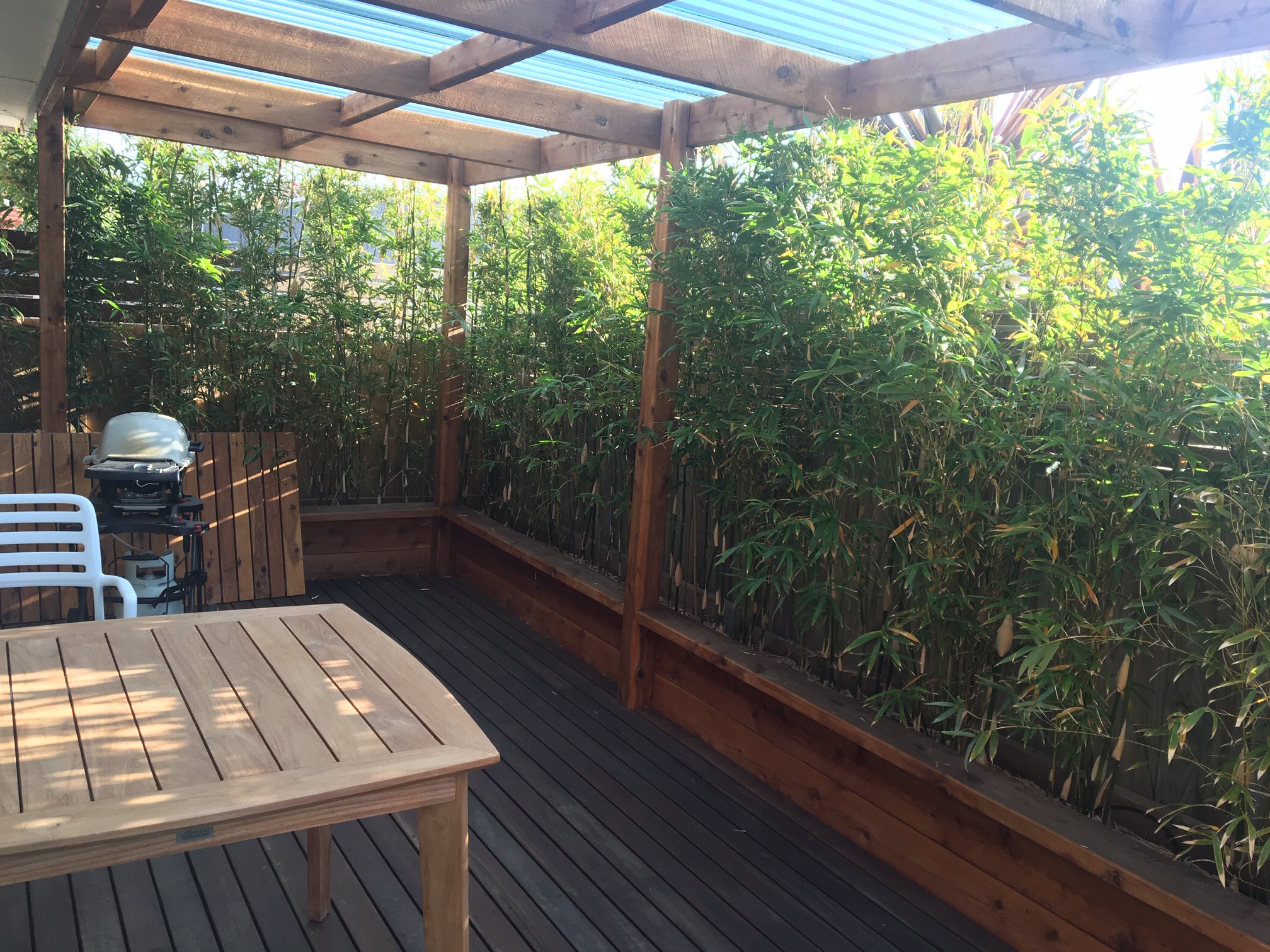 Bambusa multiplex 'Goldstripe' - Image 15