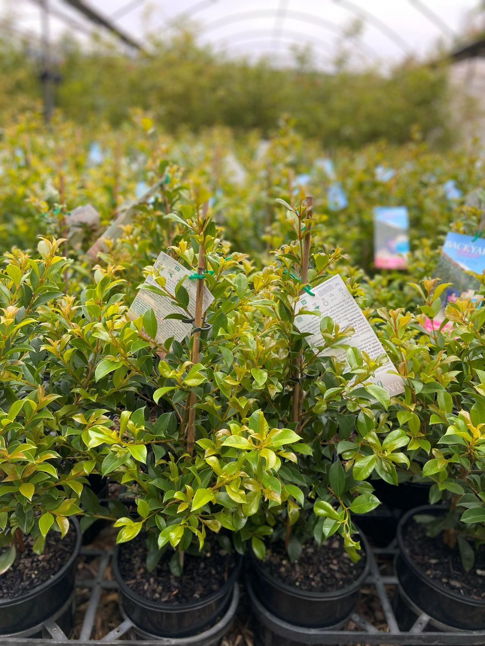 Syzygium paniculatum ‘Backyard Bliss’ - Image 3