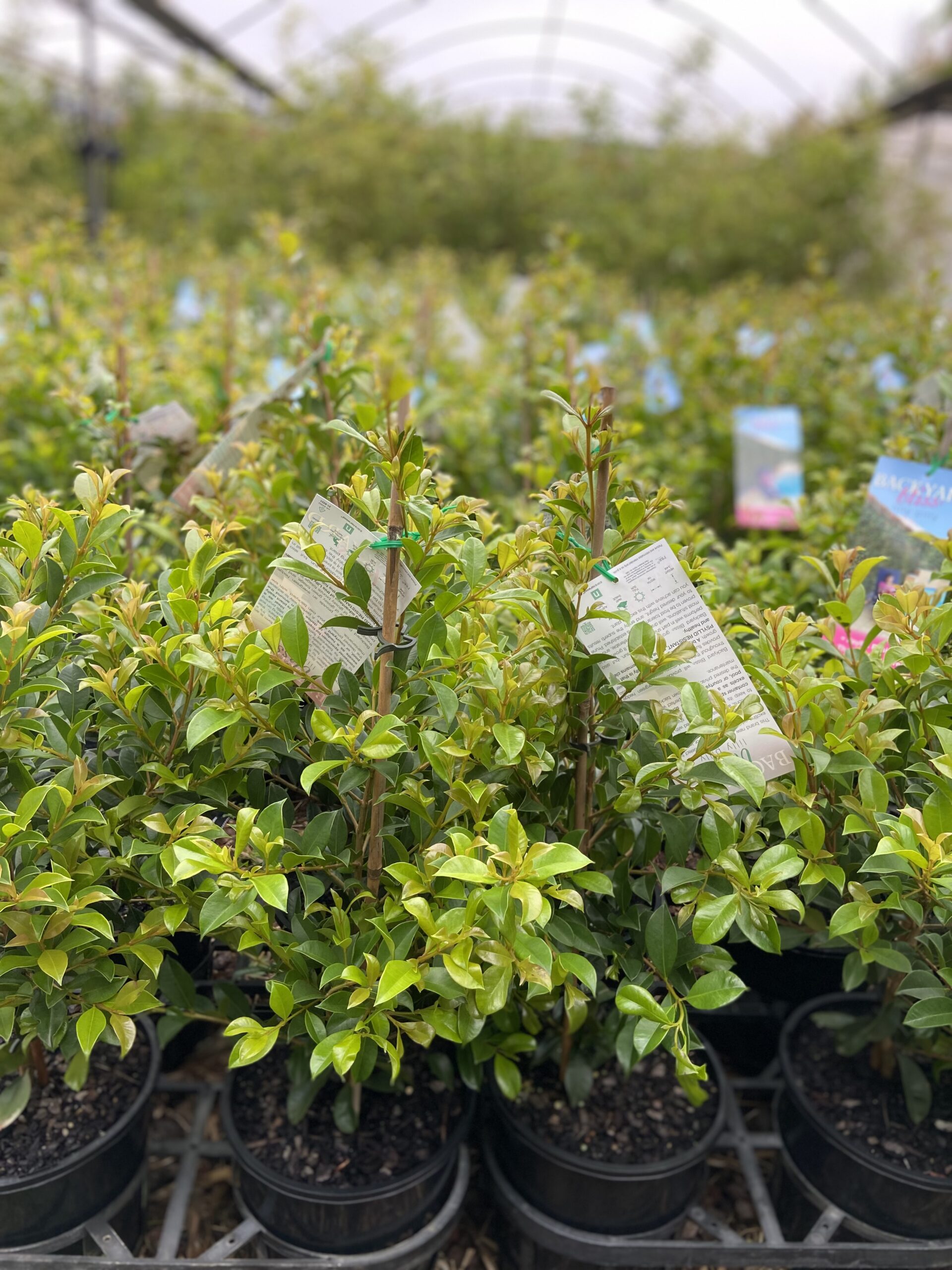 Syzygium paniculatum ‘Backyard Bliss’ - Image 7