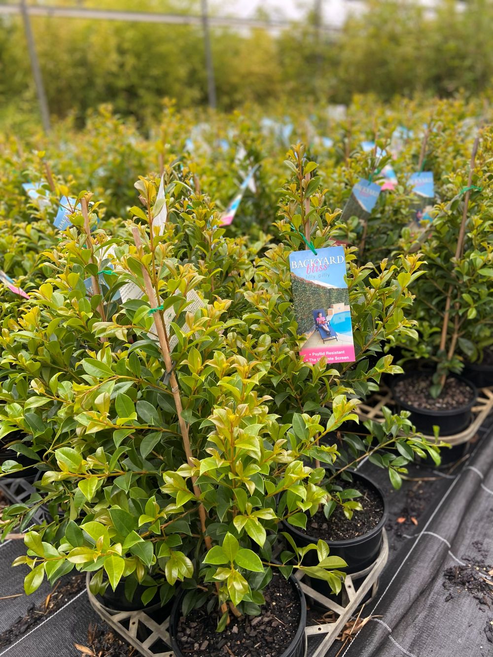 Syzygium paniculatum ‘Backyard Bliss’ - Image 5