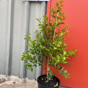 Syzygium paniculatum ‘Backyard Bliss’