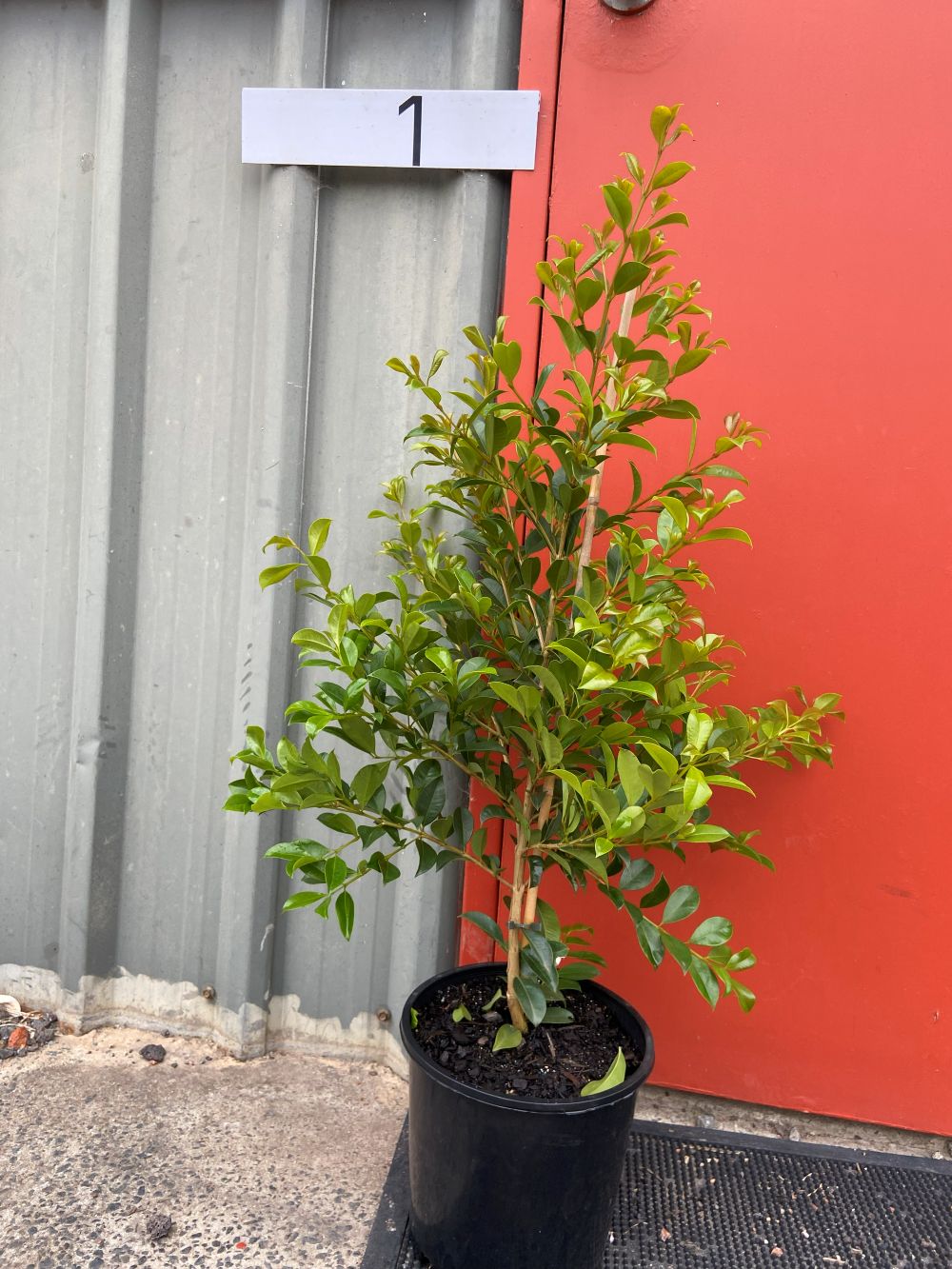Syzygium paniculatum ‘Backyard Bliss’