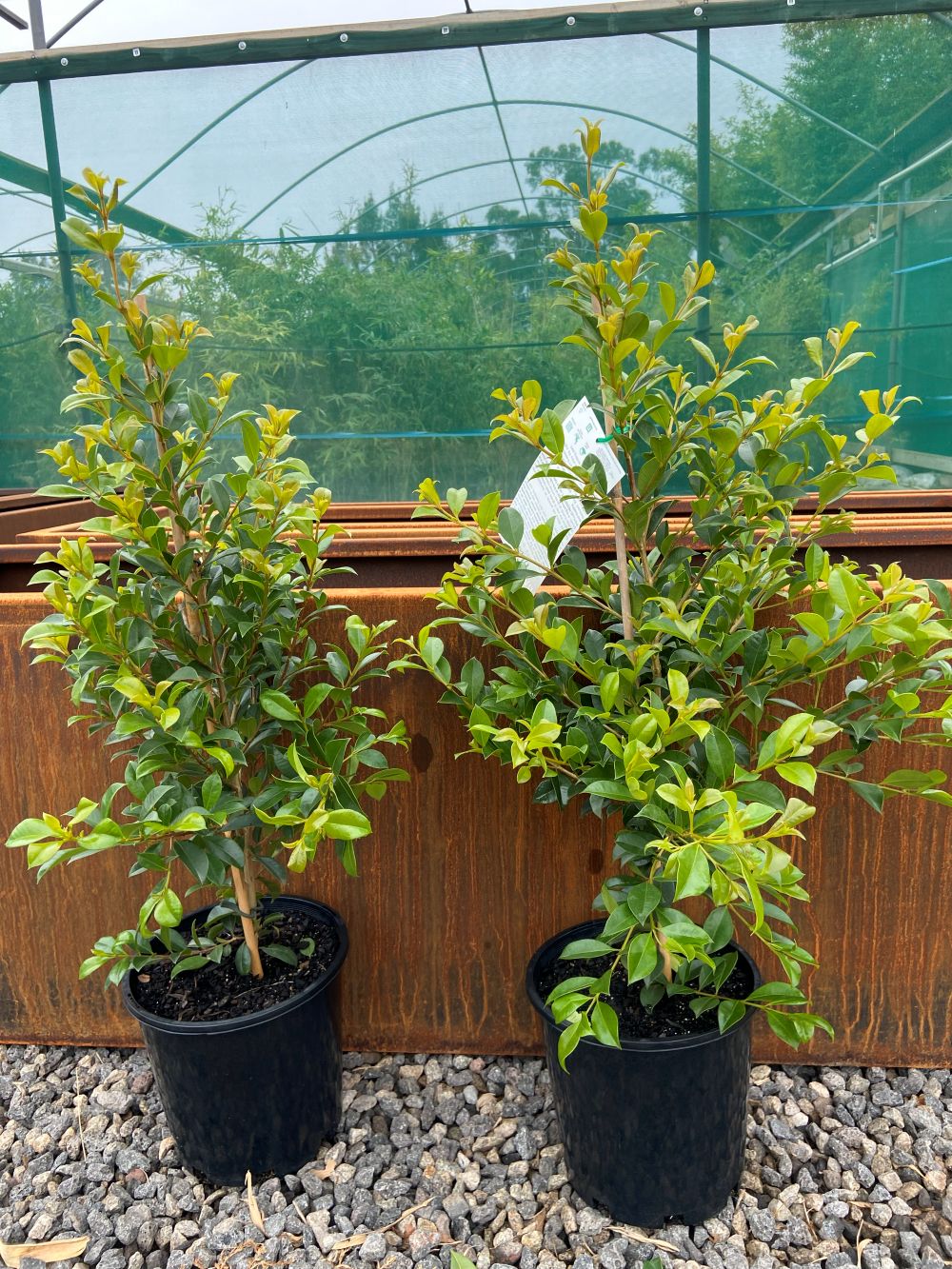 Syzygium paniculatum ‘Backyard Bliss’ - Image 2