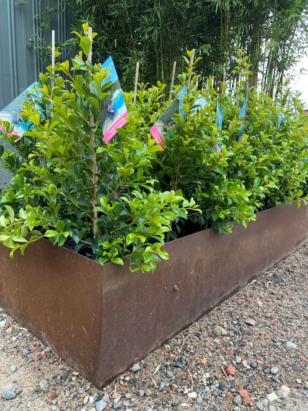 Syzygium paniculatum ‘Backyard Bliss’ - Image 6