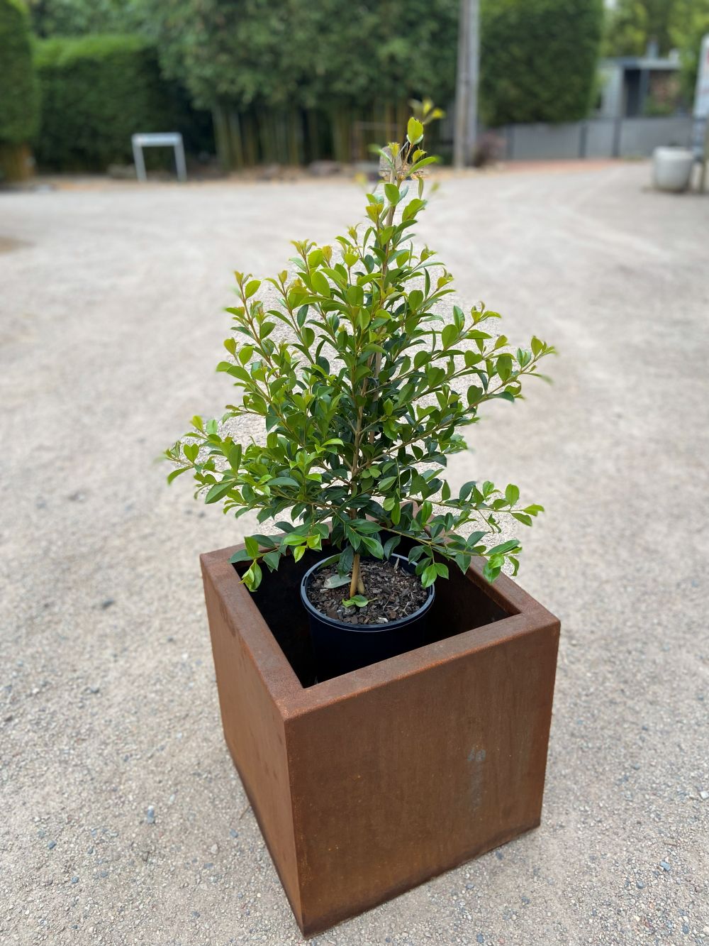 Syzygium paniculatum ‘Backyard Bliss’ - Image 4