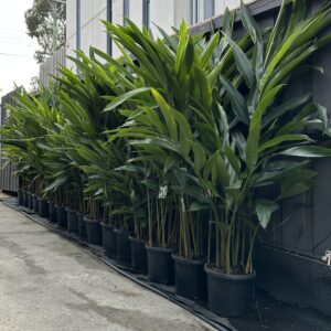 Alpinia zerumbet Green Shell