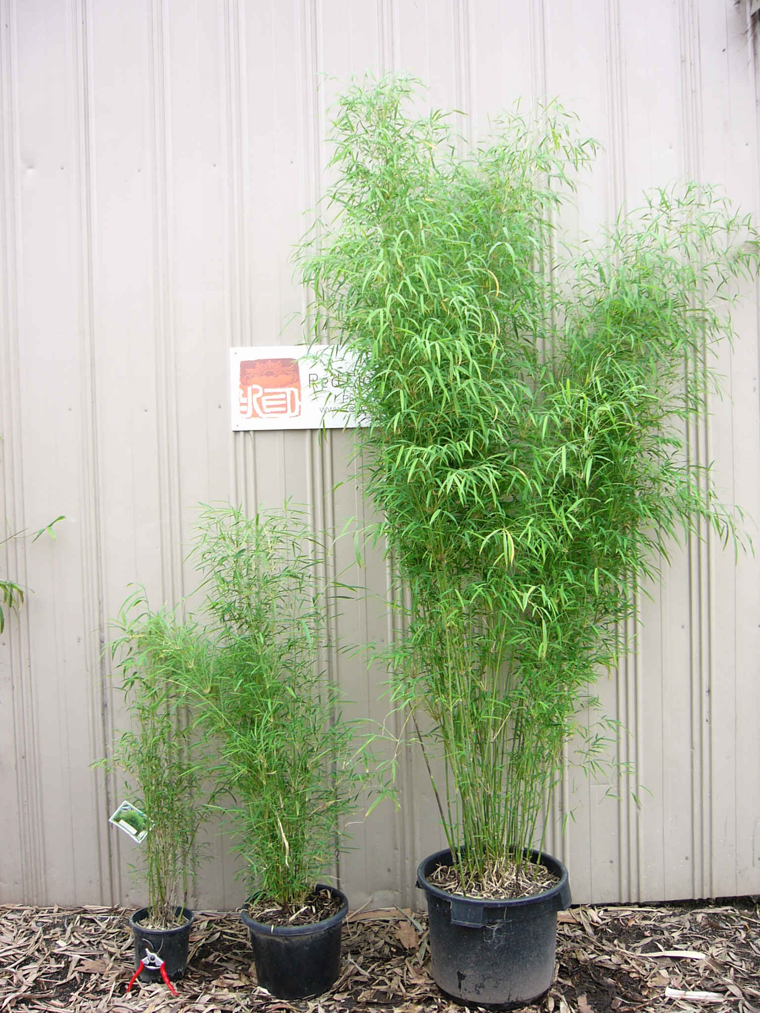 Himalayan Weeping (Drepanostachyum falcatum) - Image 9