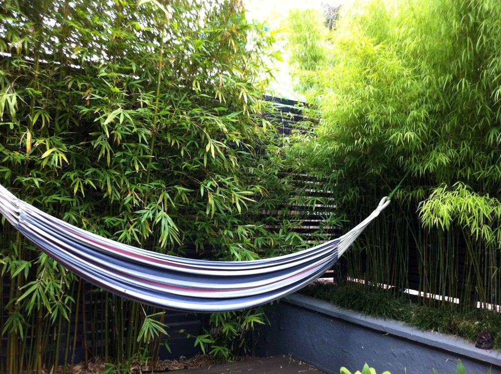 Himalayan Weeping (Drepanostachyum falcatum) - Image 10