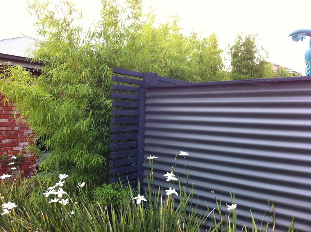 Himalayan Weeping (Drepanostachyum falcatum) - Image 11