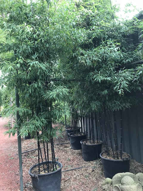 ‘Black Bamboo - Phyllostachys Nigra - Image 15