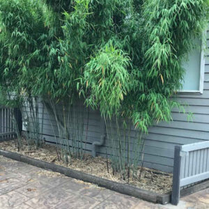 Himalayacalamus porcatus Nepalese Blue