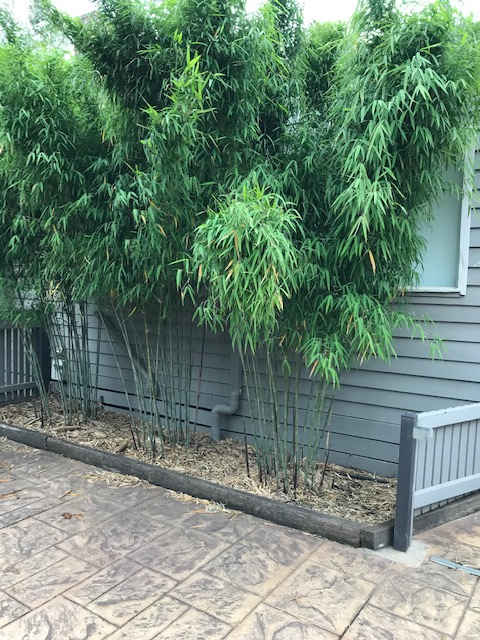 Himalayacalamus porcatus Nepalese Blue