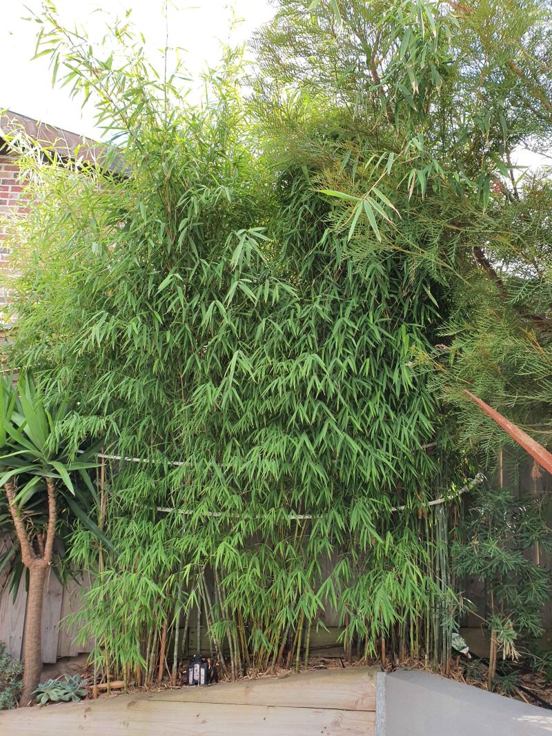 Himalayacalamus porcatus Nepalese Blue - Image 10