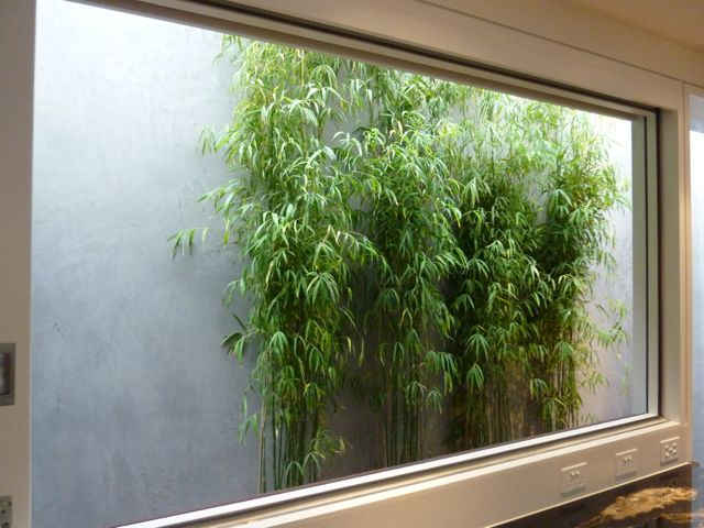 Himalayacalamus porcatus Nepalese Blue - Image 9